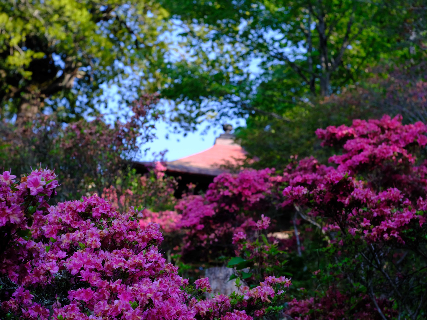1.宝登山ライトアップ