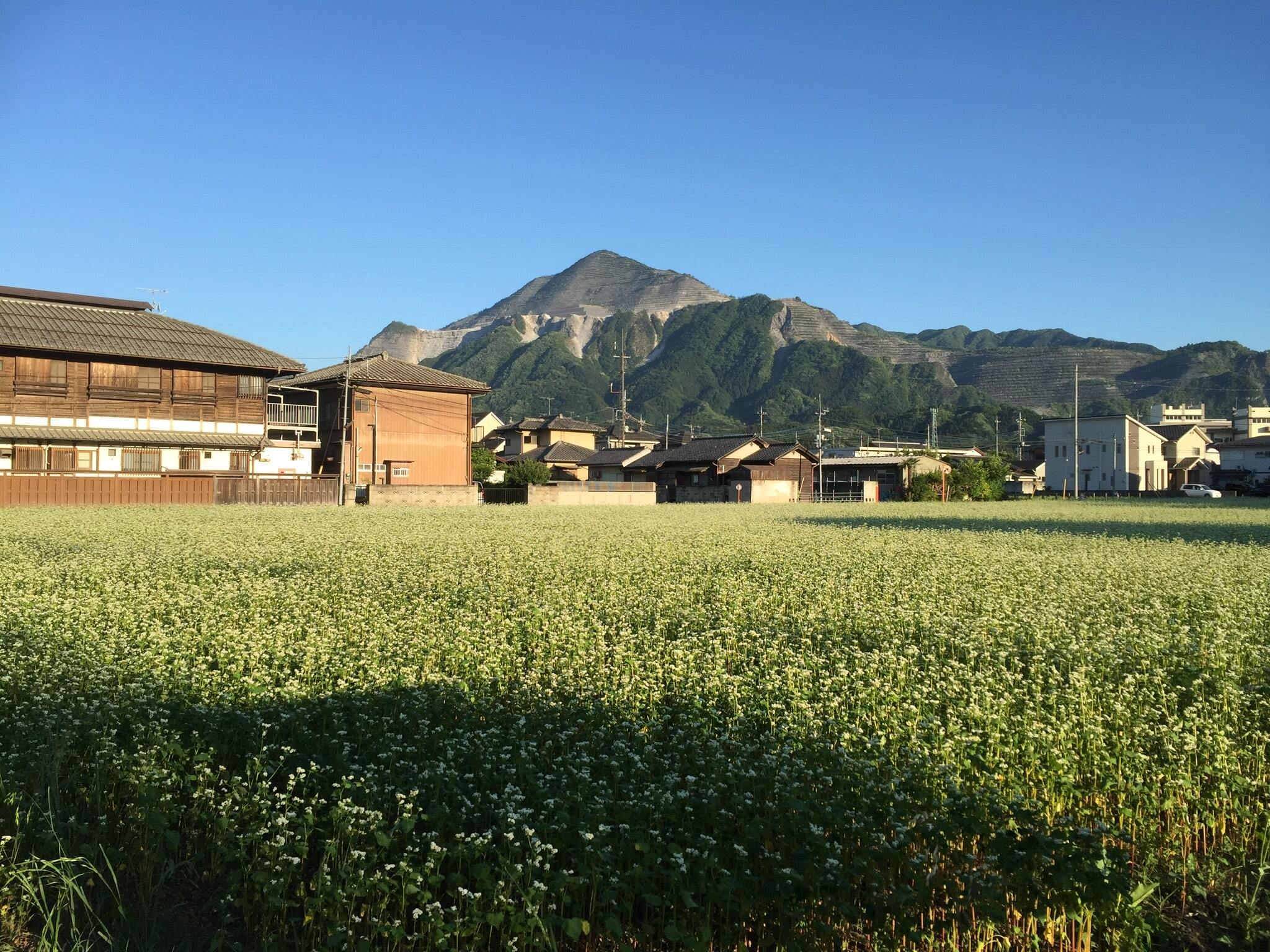 そば畑と武甲山