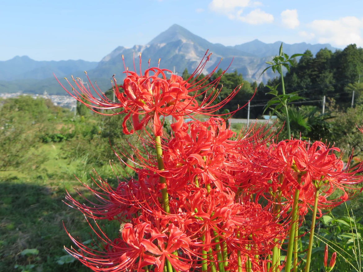 彼岸花