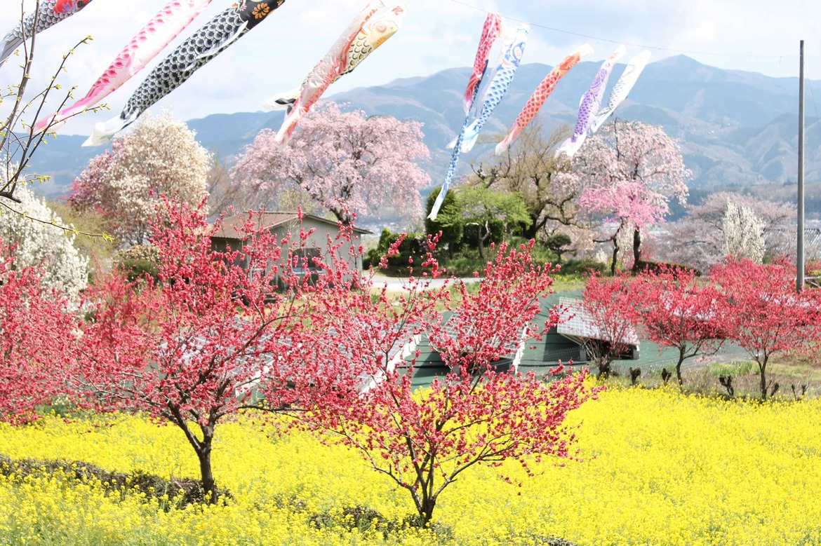 百花繚乱