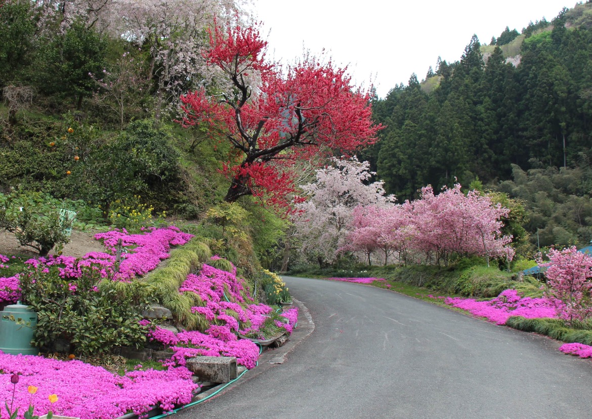 花咲く