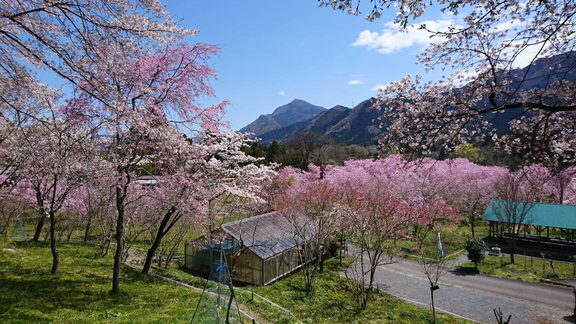 八重桜と武甲山