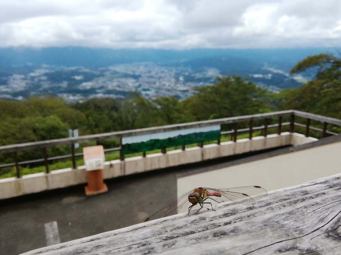 美の山トンボ