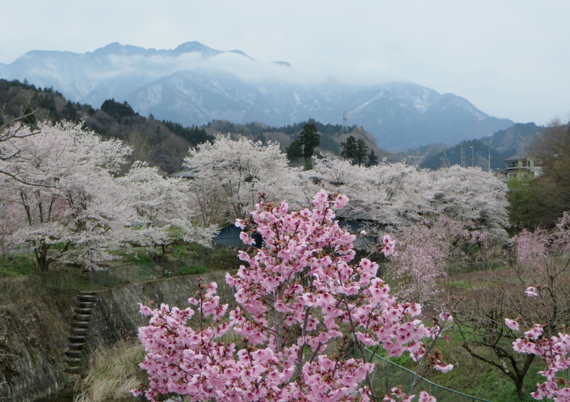 桜が咲いた