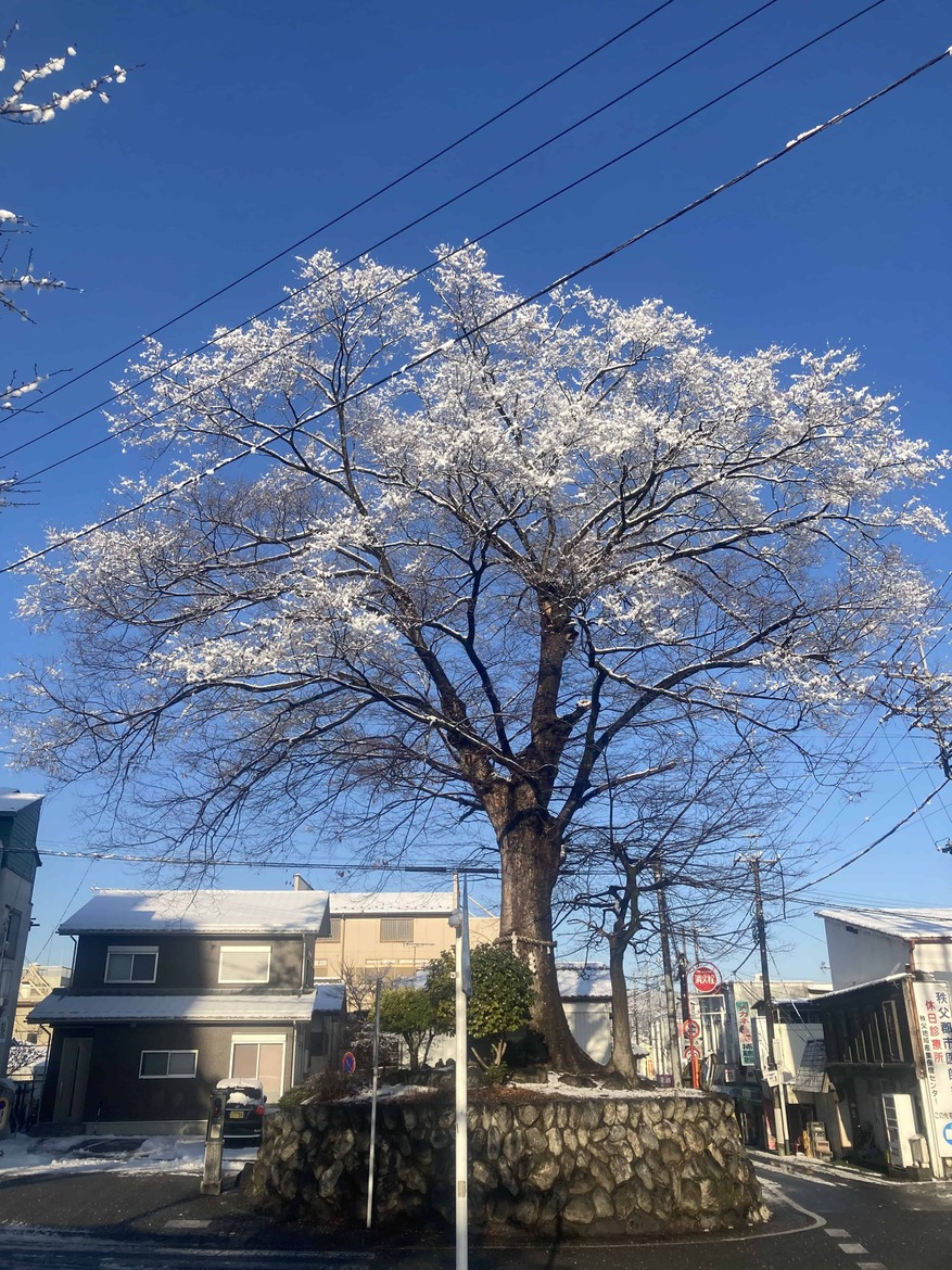 雪の花