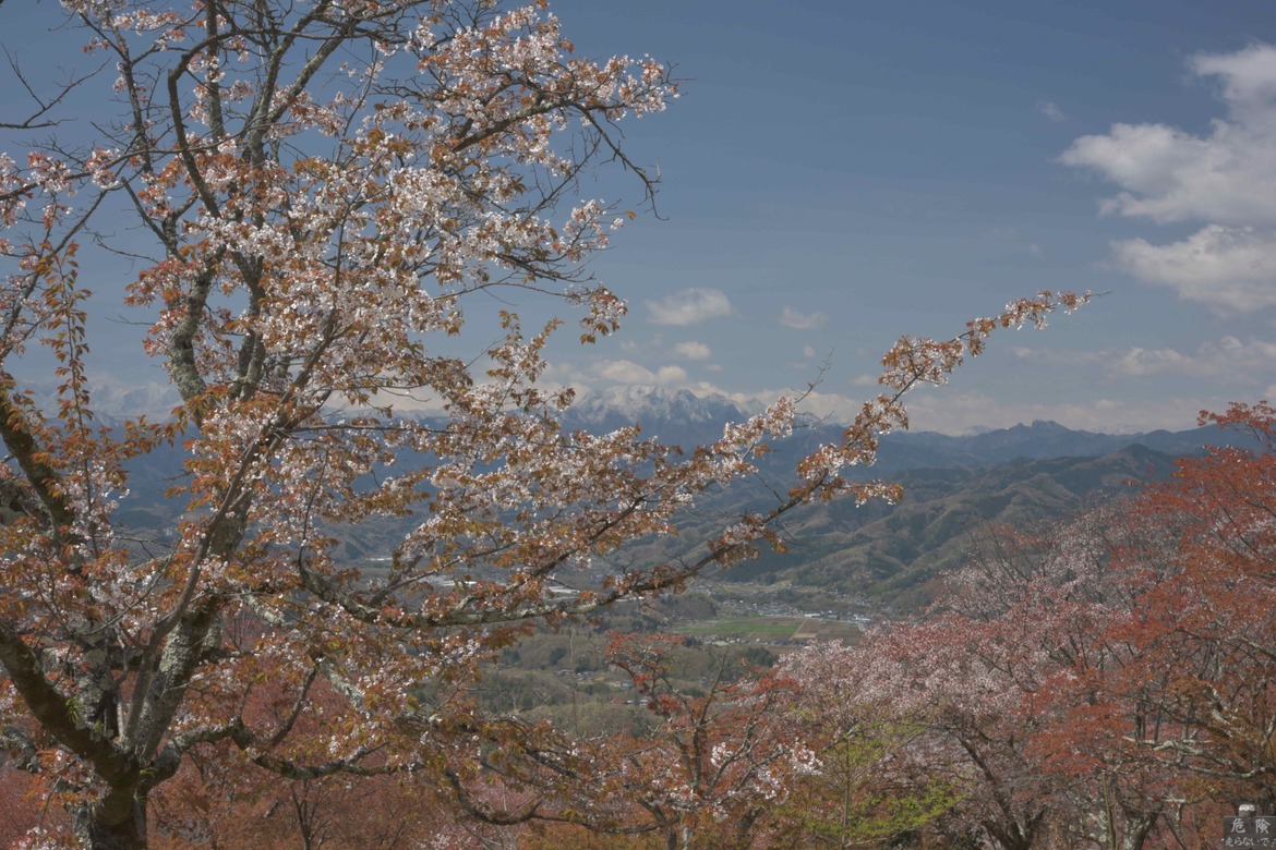 春の両神山