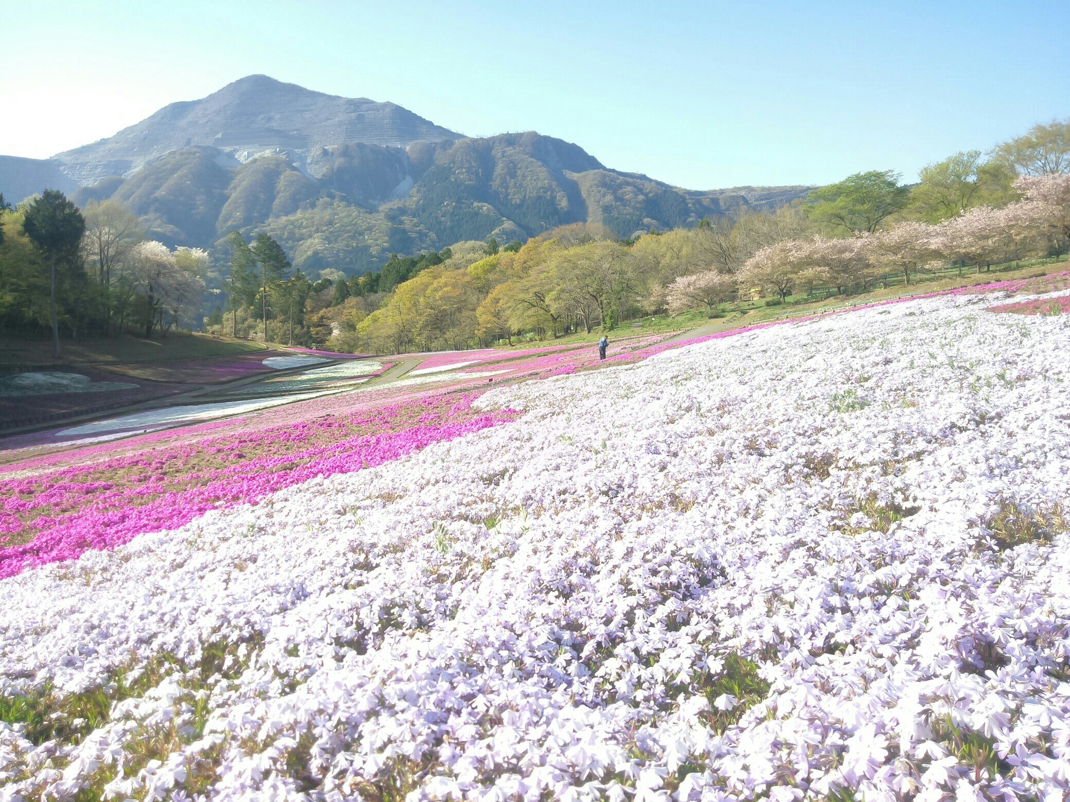 春の芝桜の丘