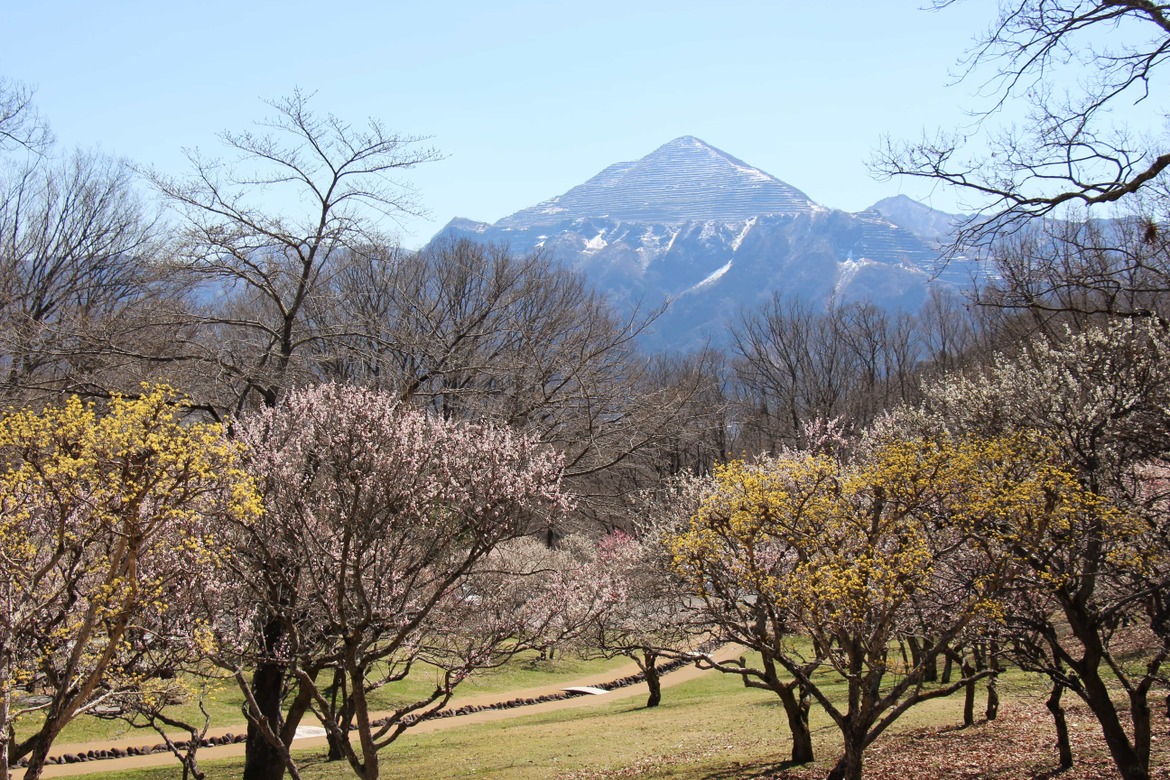 梅花と武甲山