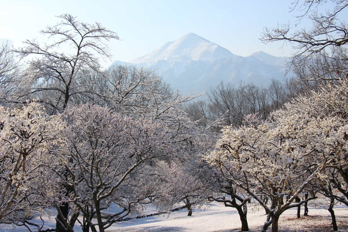 梅に雪