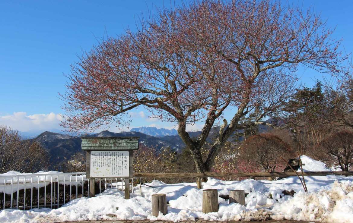 紅梅と雪