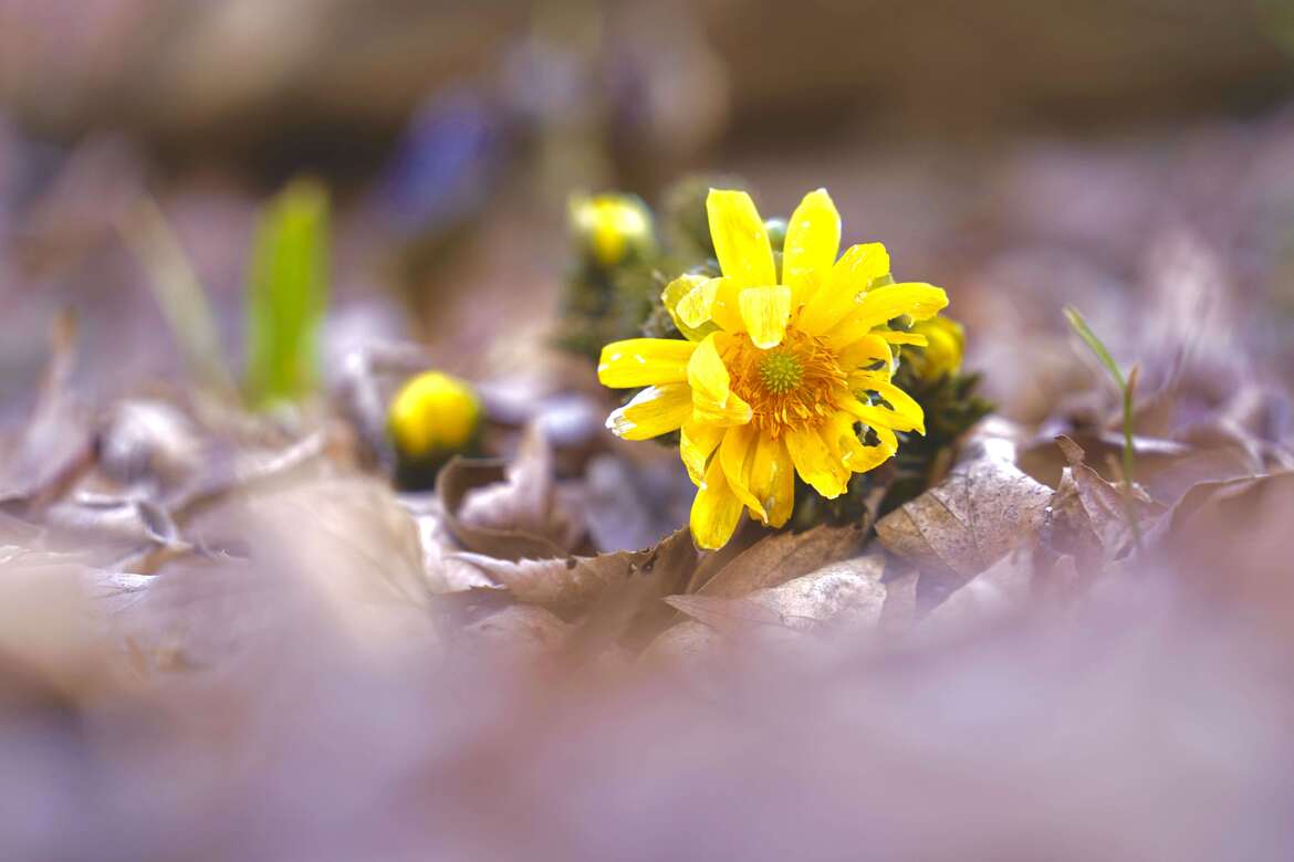 福寿草の花と蕾