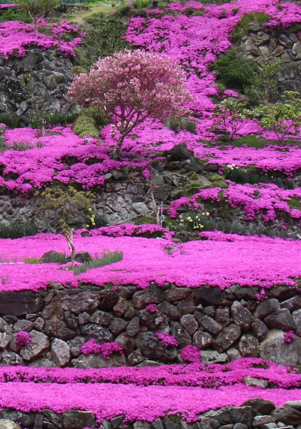 芝桜