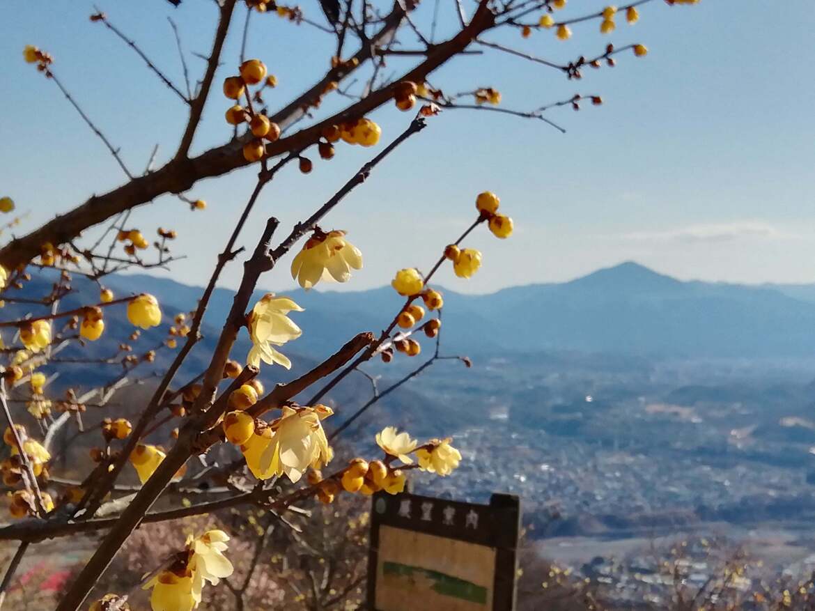 ロウバイと武甲山２