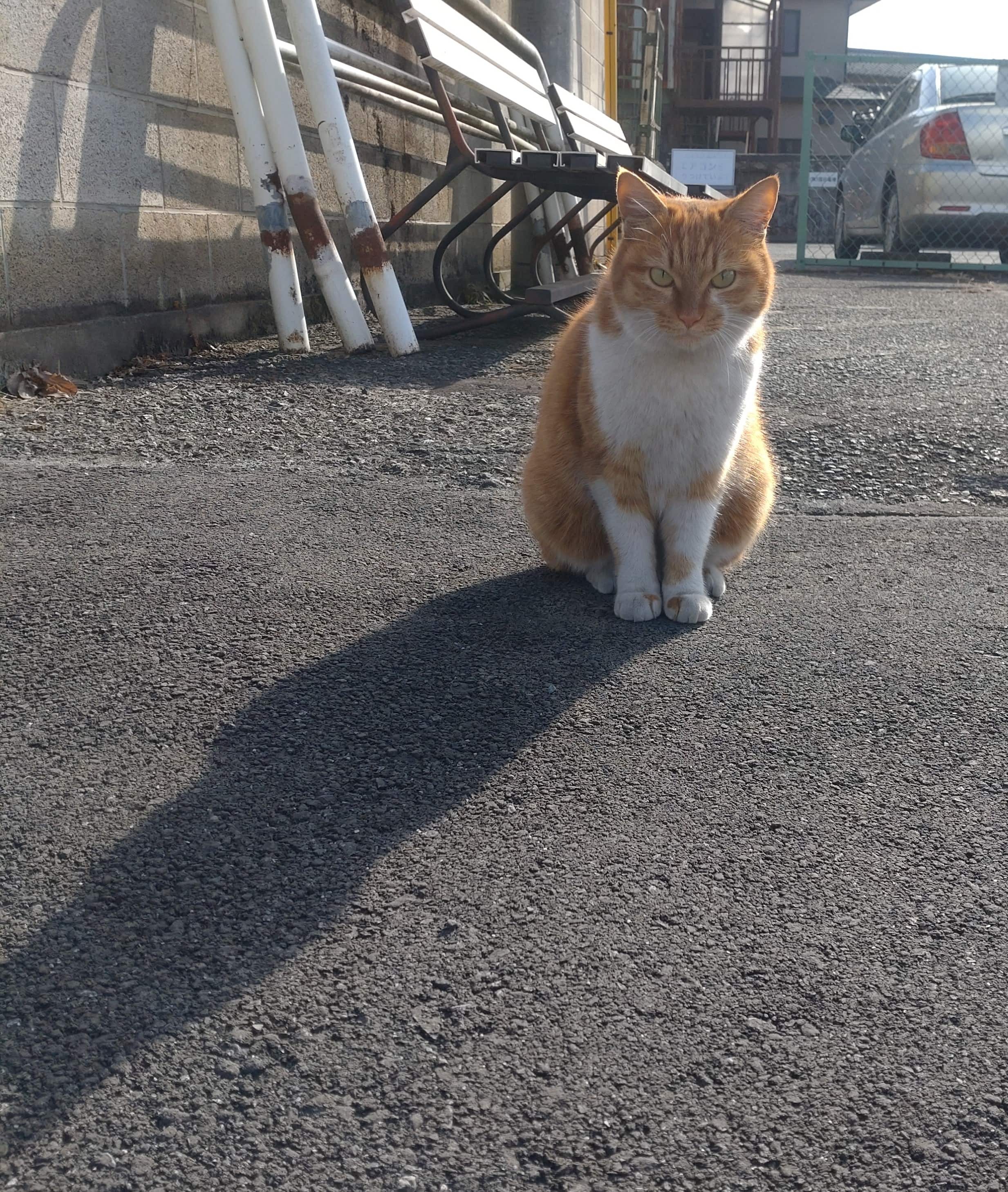 皆野で出会った、にゃんこさん