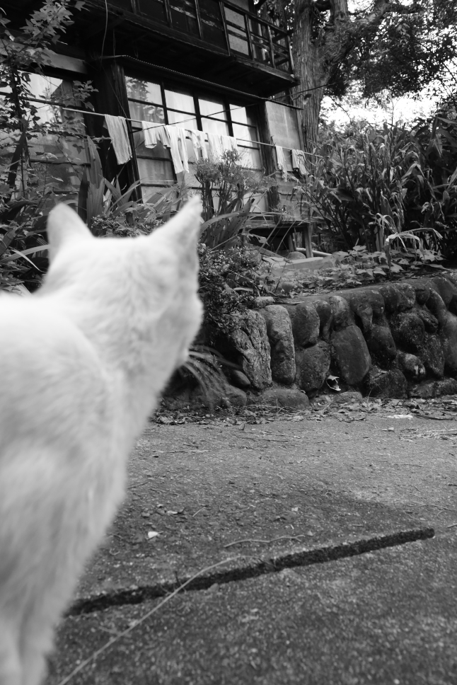 主人をきずかう猫