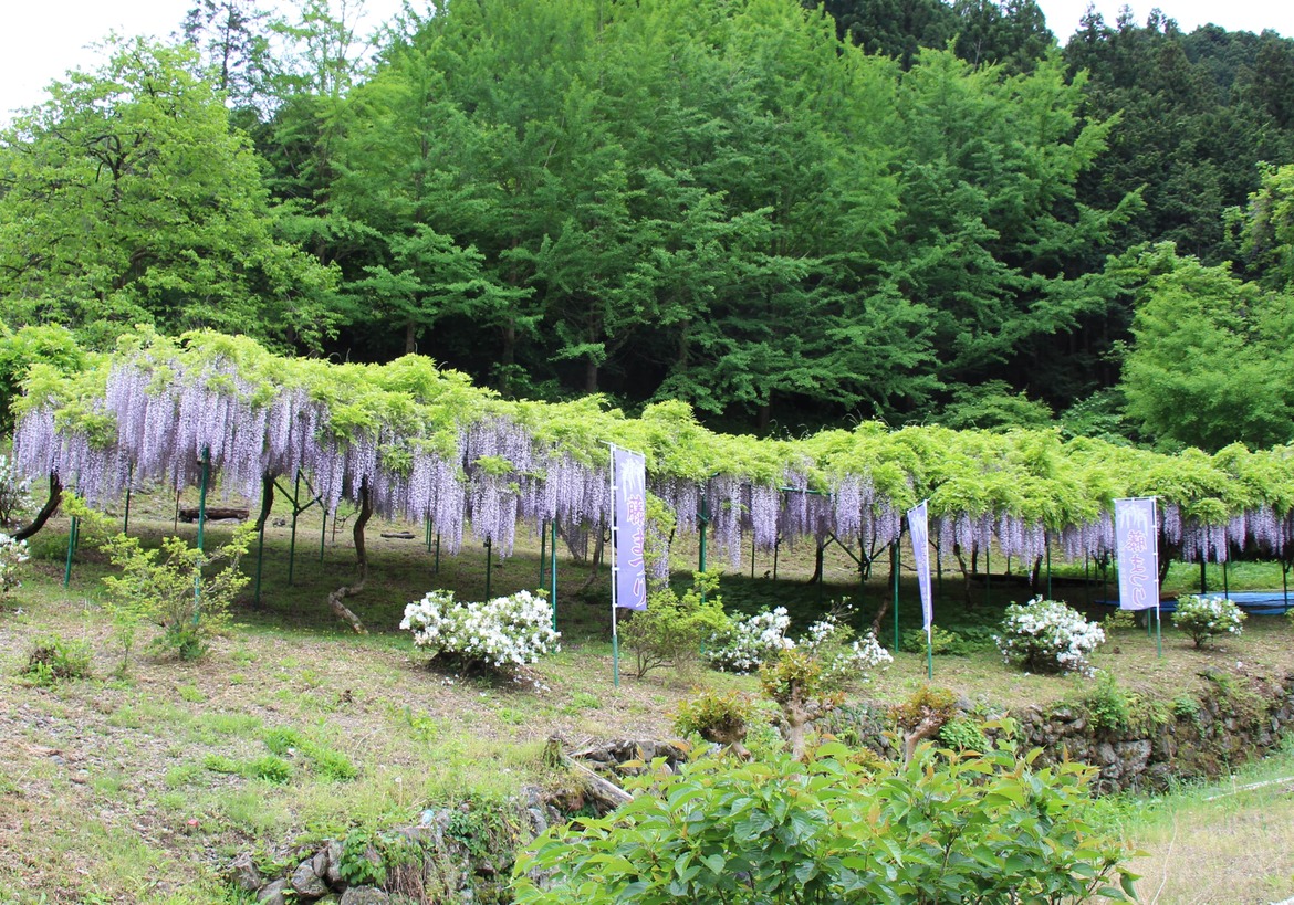 堂の沢藤園2016