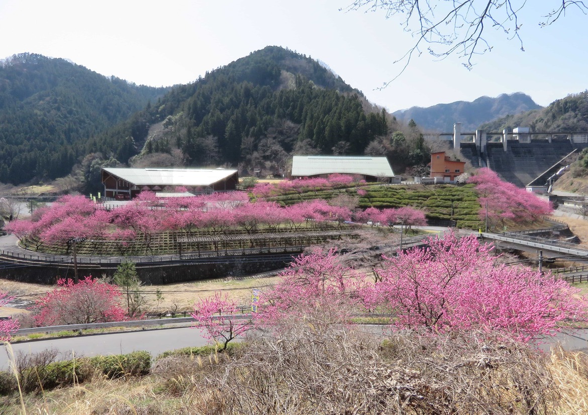 元気村「花桃」
