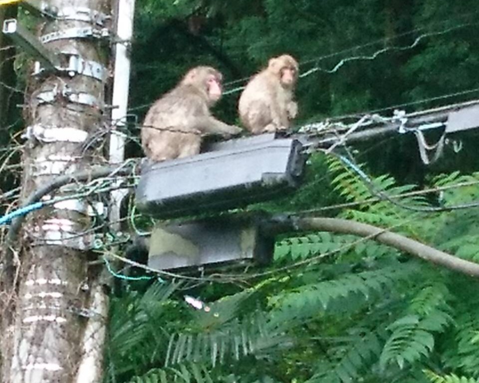 うまげなもの、めっけたで！！