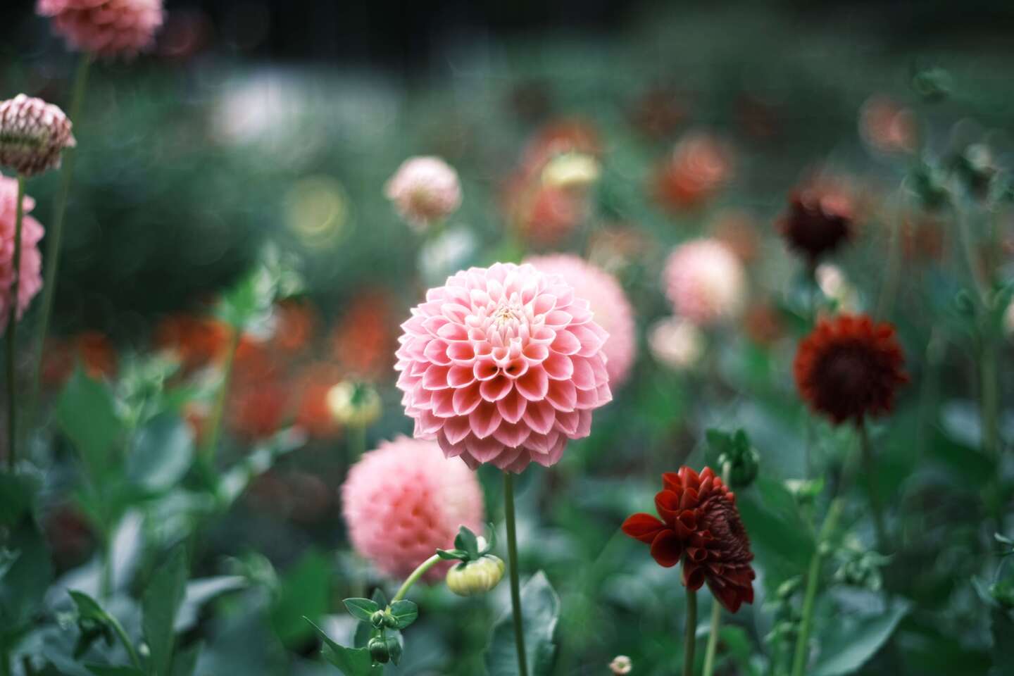 和傘ライトアップ