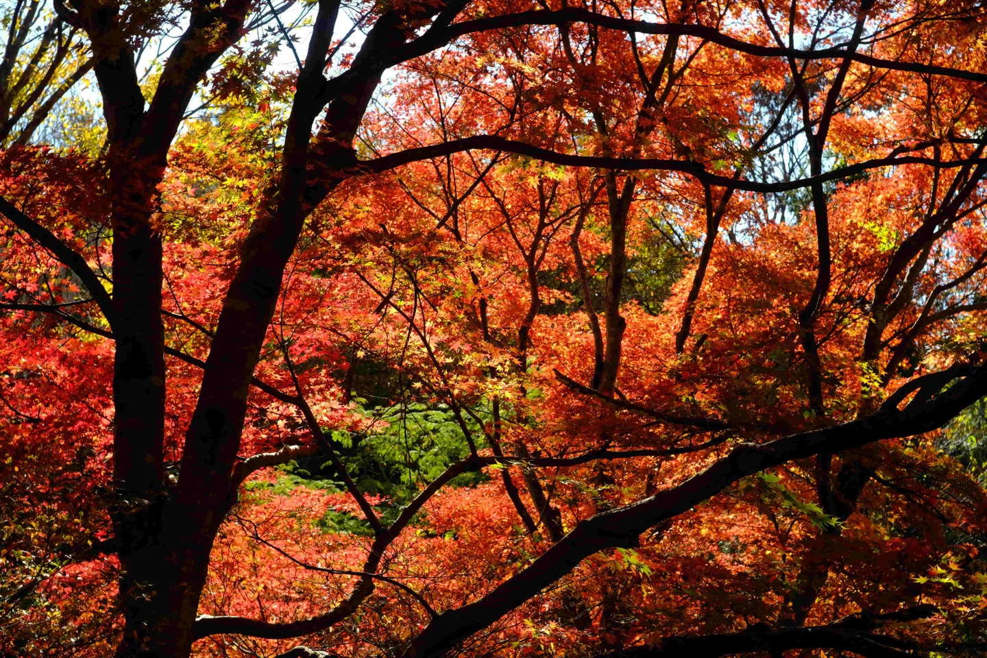 令和3年、最後のSL