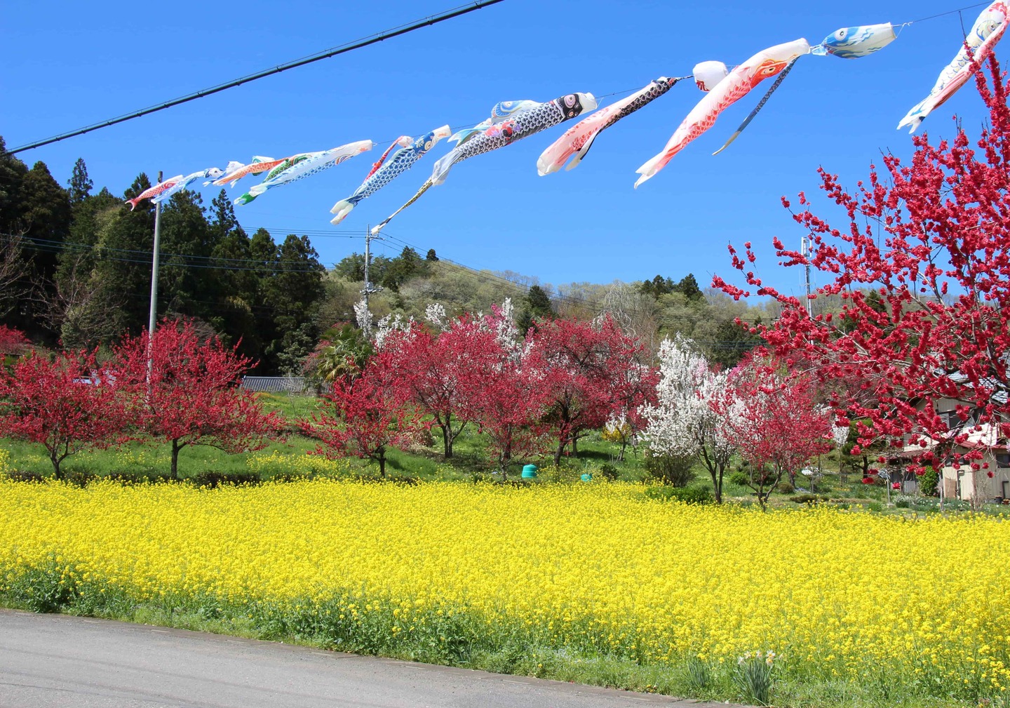 両神山仰ぎ見る