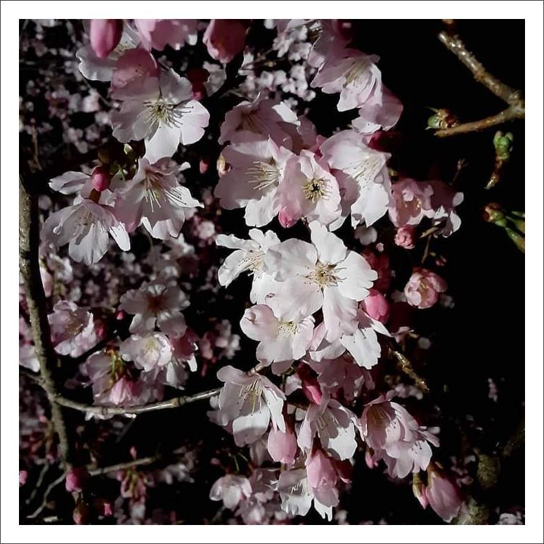 春の訪れを魅せる夜桜