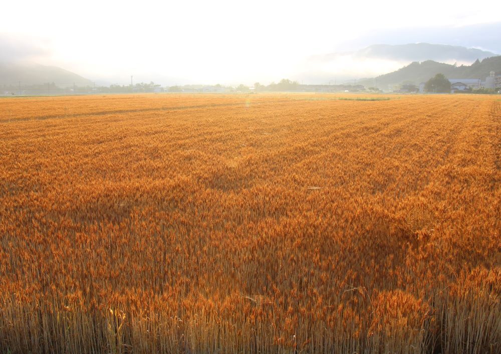 麦畑