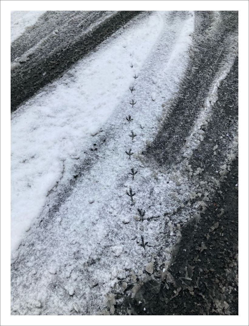 今日の飛行ルート