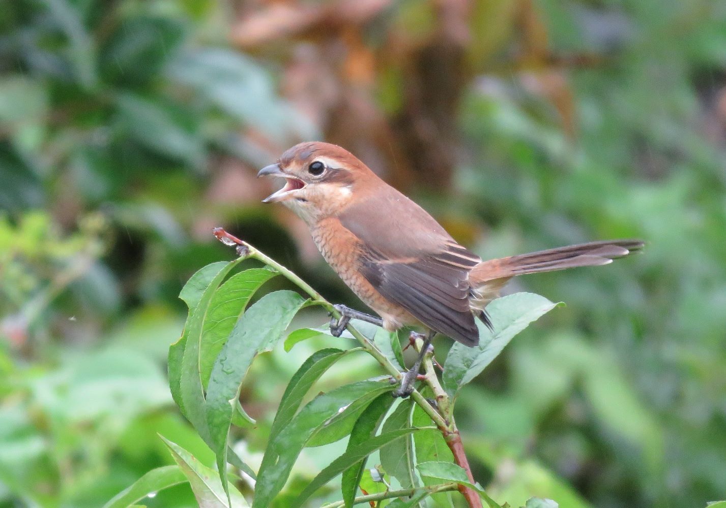 ナワバリ宣言モズ