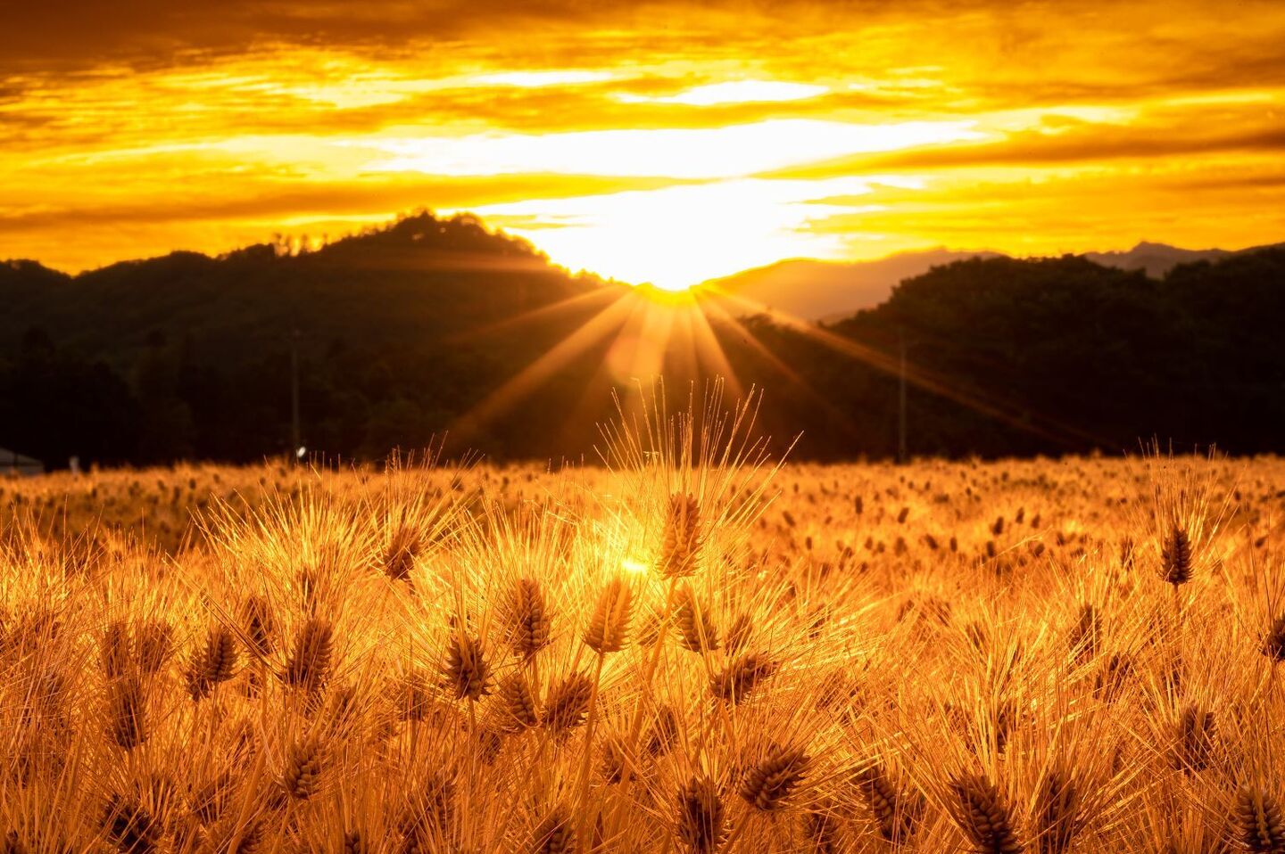 黄金の大麦