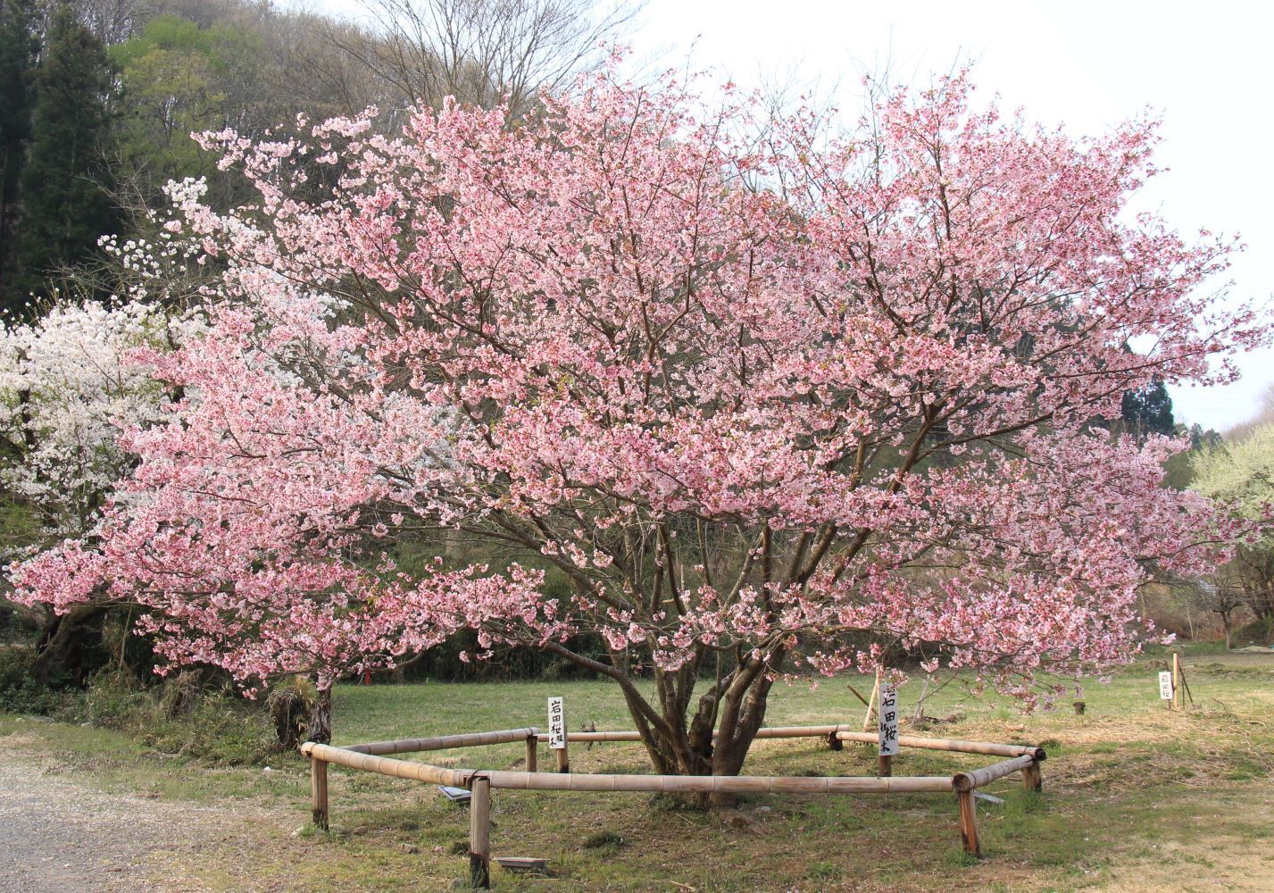 岩田桜
