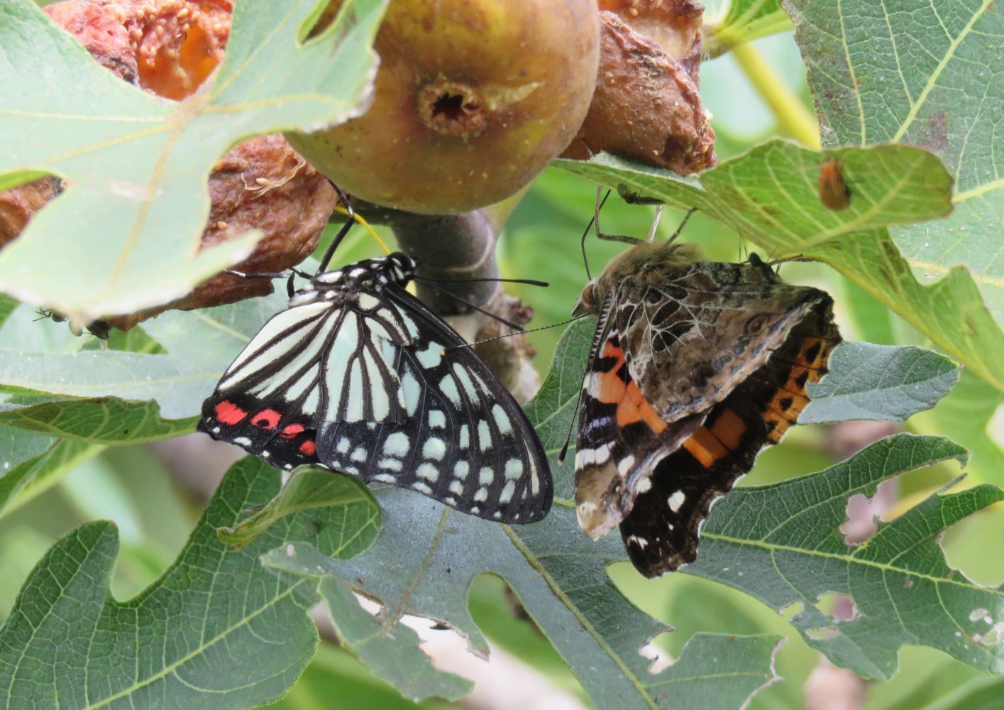 アカボシゴマダラ