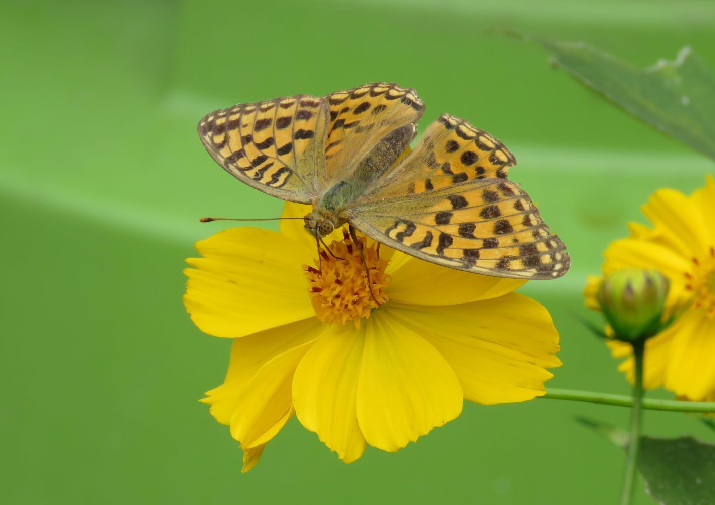 ウラギンヒョウモン