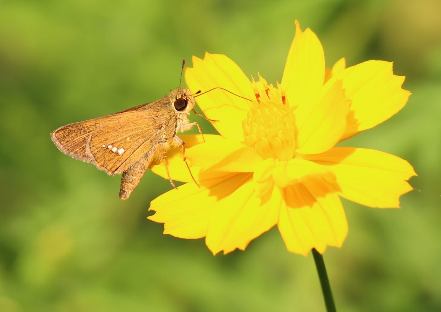 イチモンジセセリ