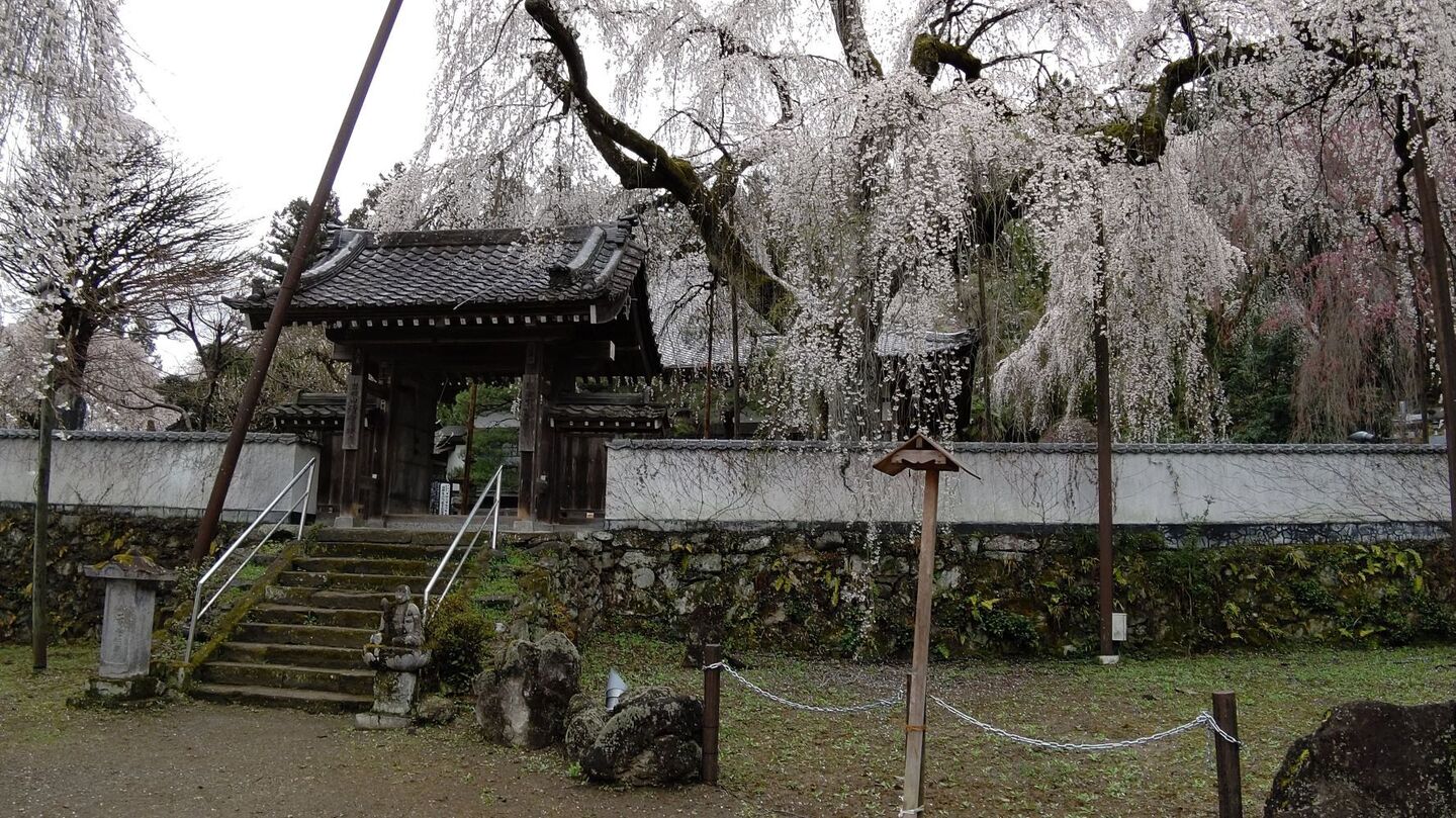 清雲寺しだれ桜