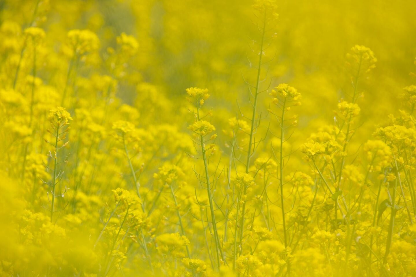 春色、もうひとつ