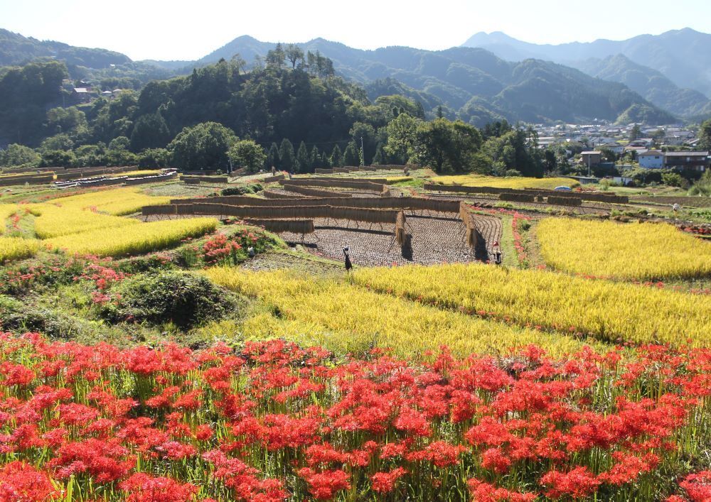 棚田彼岸花