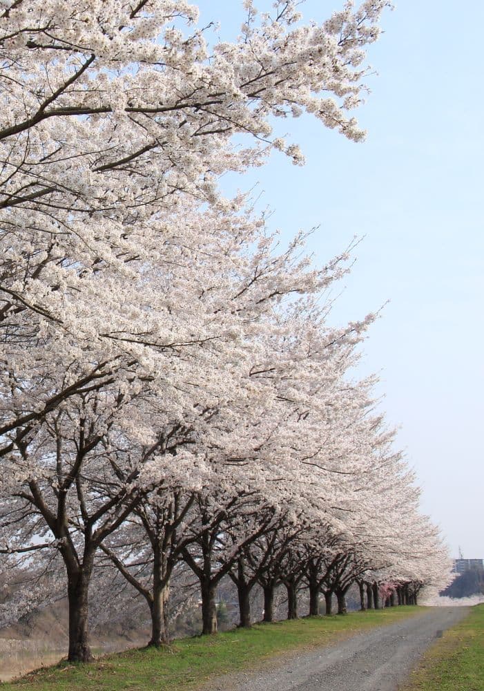 10桜並木