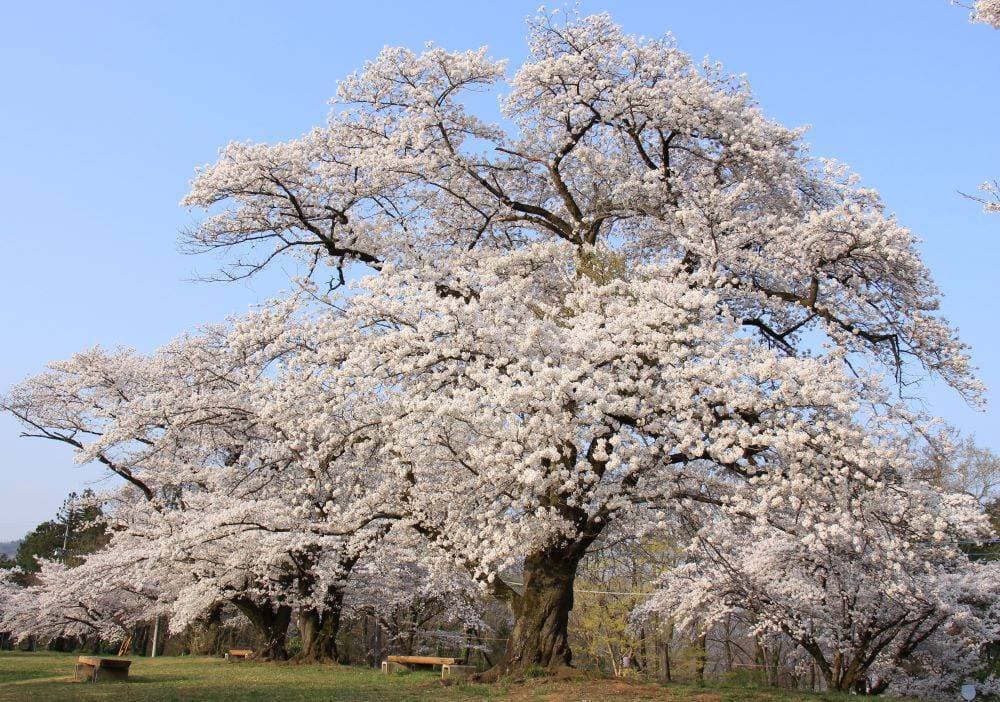 11桜満開