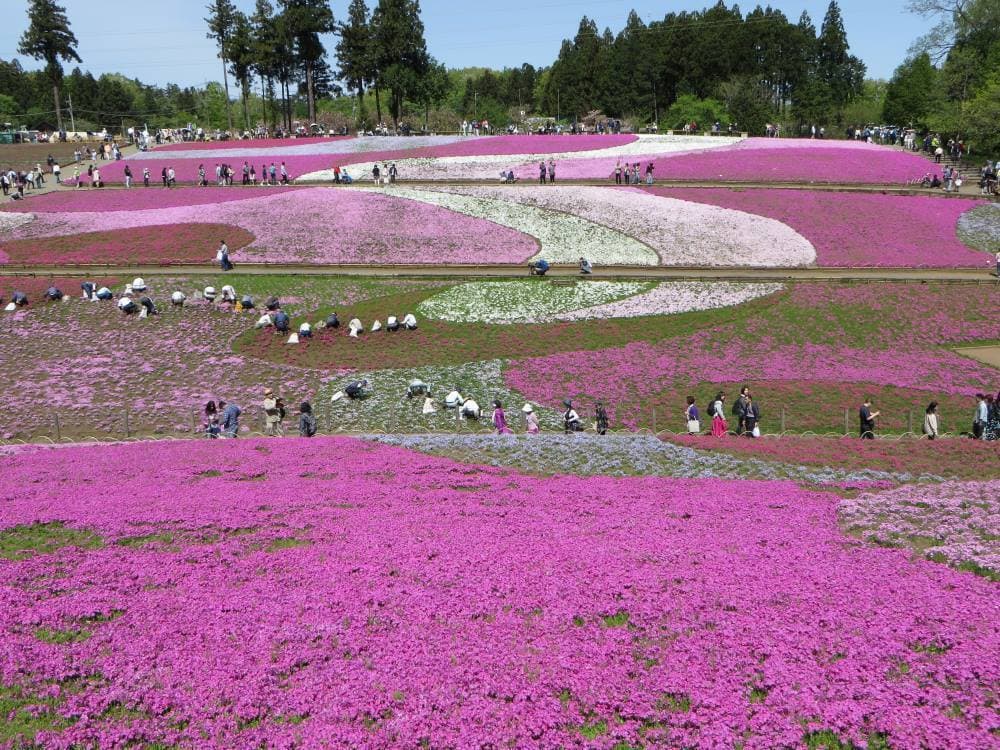 12芝桜