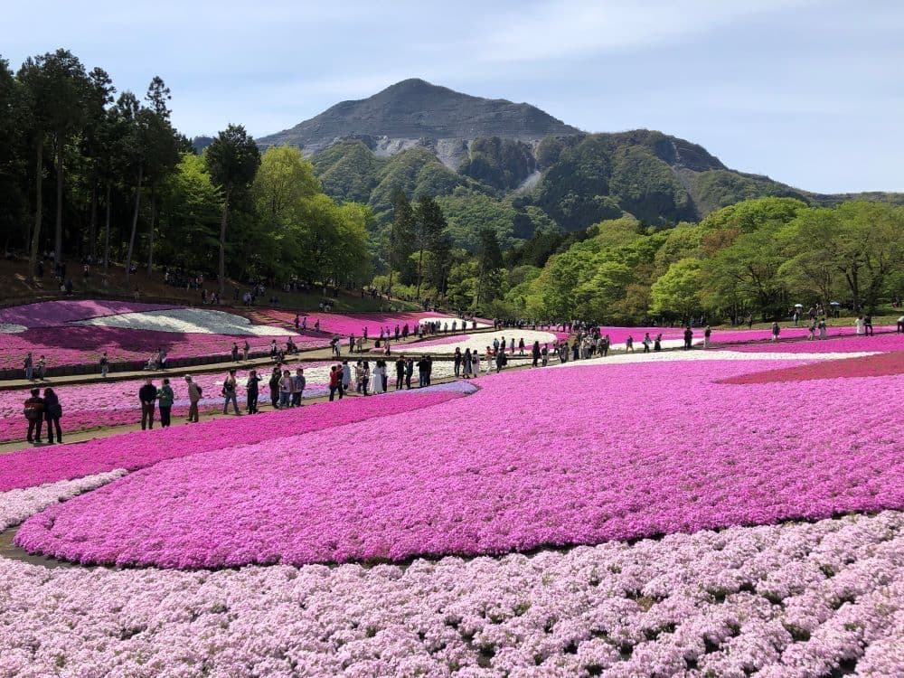 23芝桜舞う