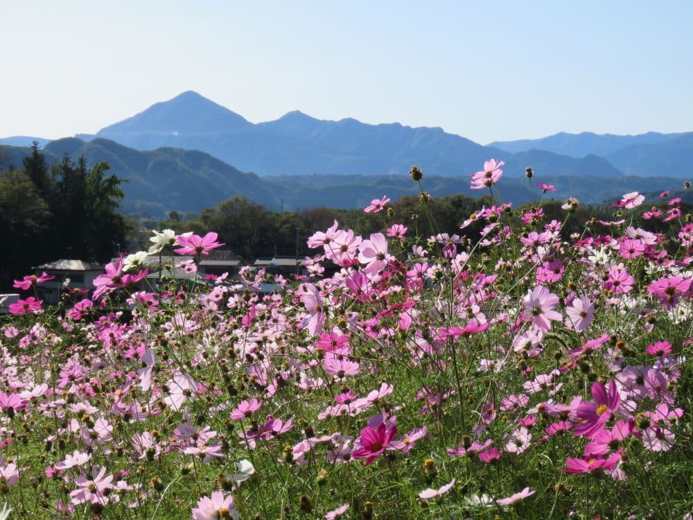 24秋桜と武甲山