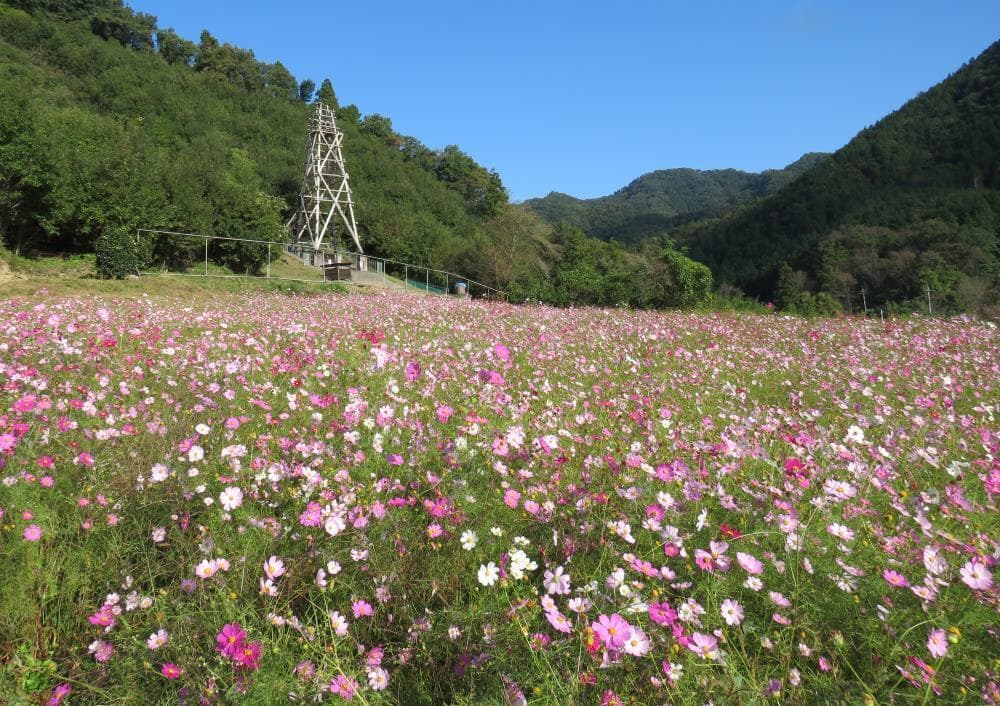 25秋桜と龍勢櫓