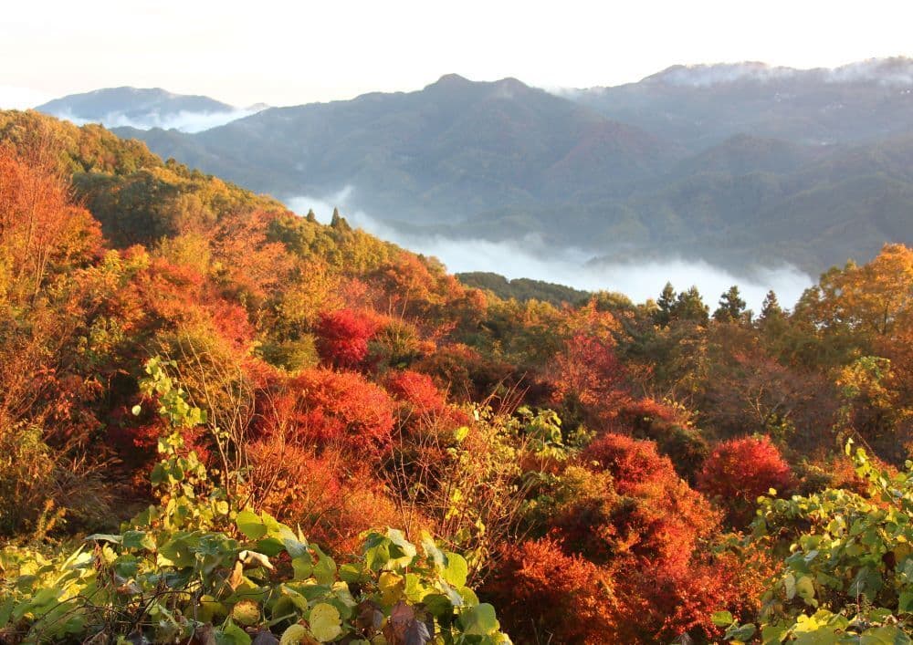 29鮮やか紅葉