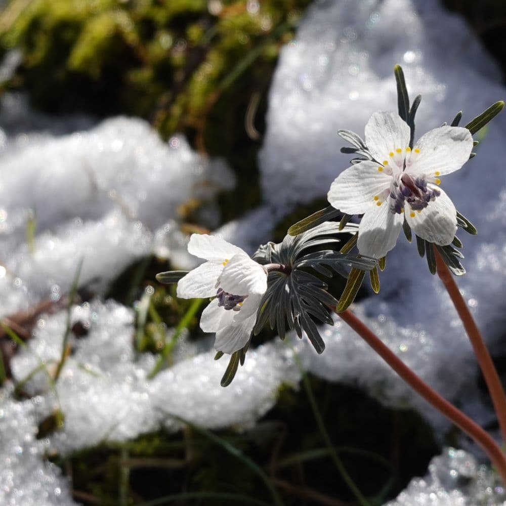 83雪と節分草