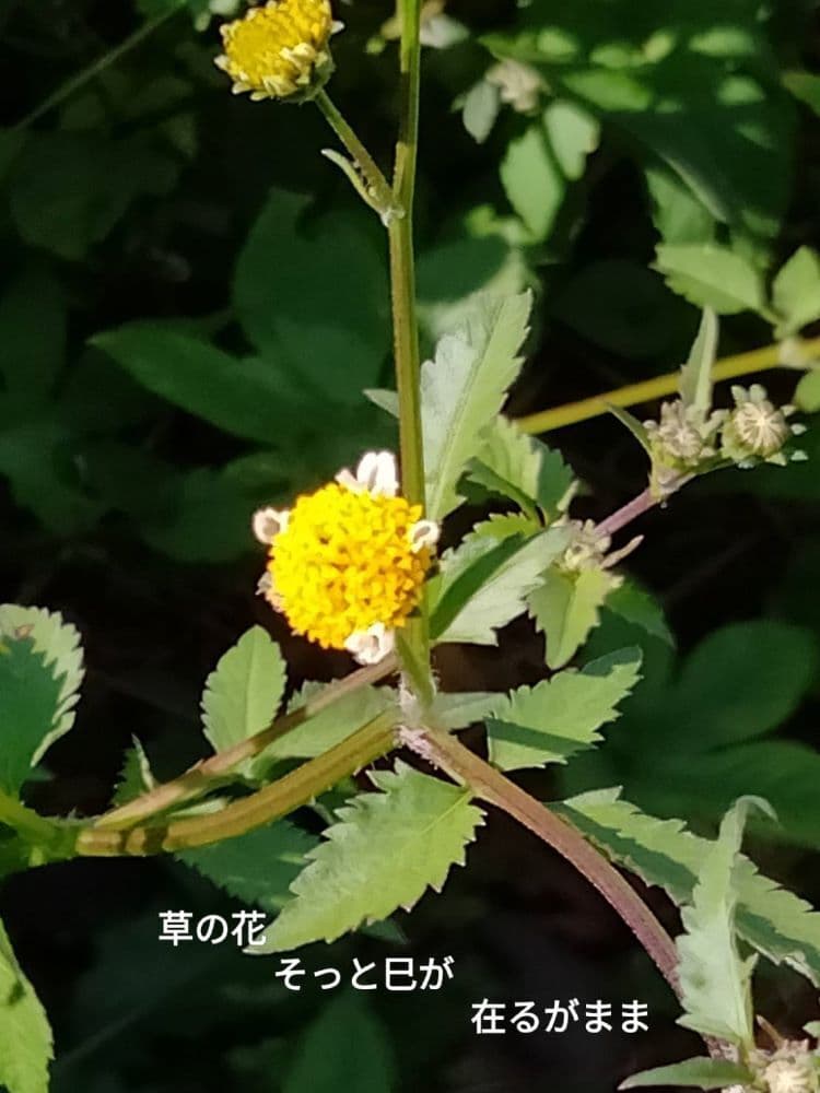 94ひっつきむし