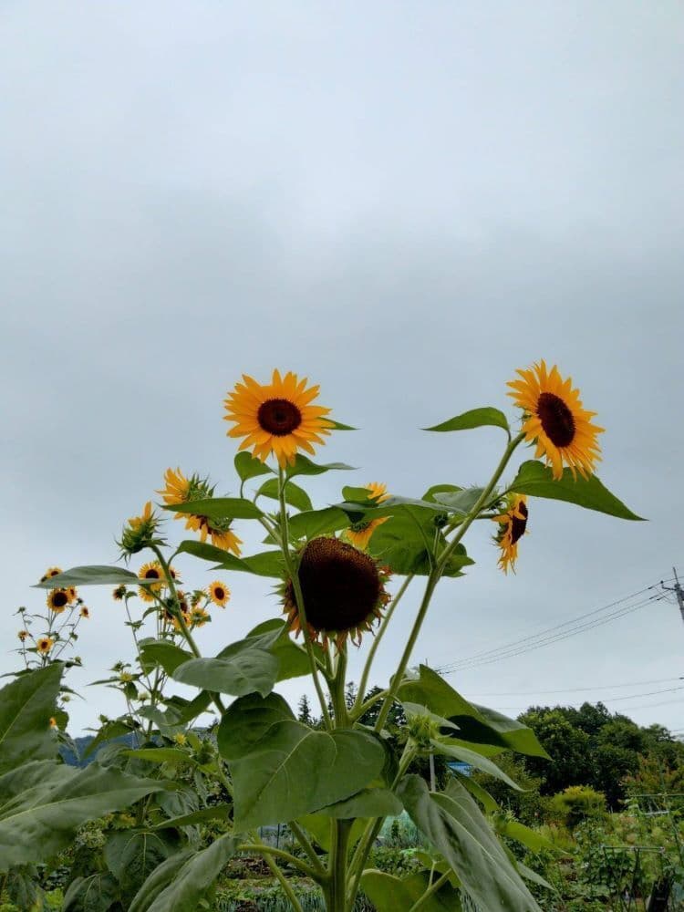 95ひまわり