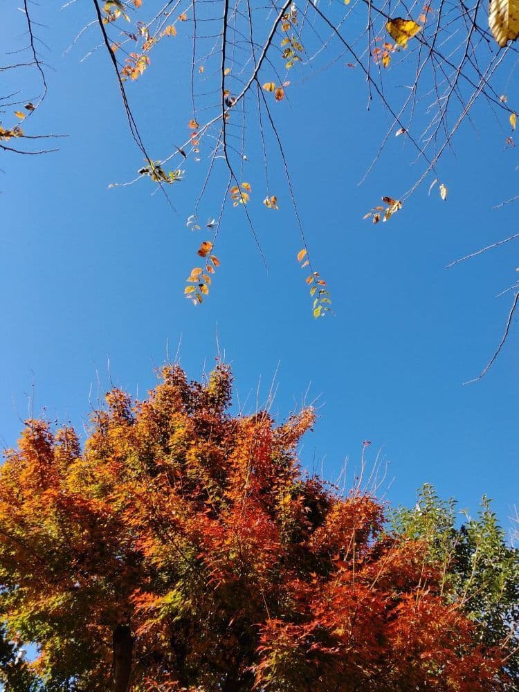 100秋一日！
