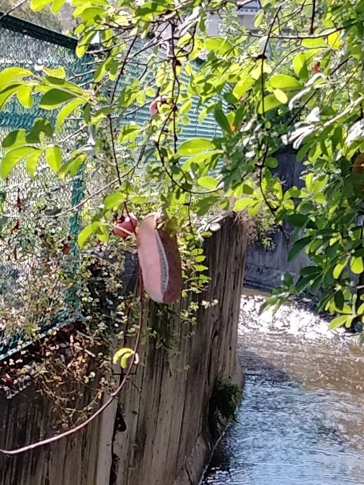 105食欲の秋