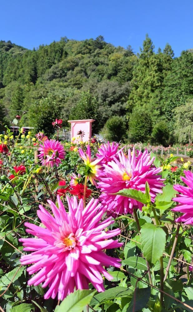 198両神山麓花の郷ダリア園